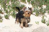 YORKSHIRE TERRIER 033